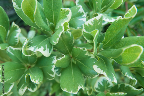 Canvas Print clusters of leaves of a variegated pittosporum shrub growing in the north Texas