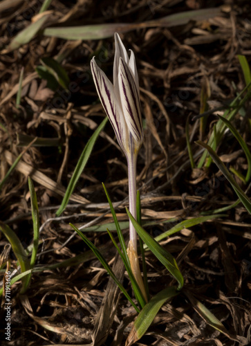 Crocus biflorus, (silvery; scotch). Spring primrose. photo