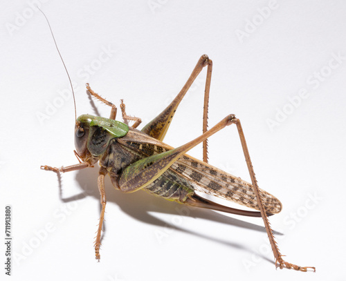 Wart-biter (Decticus verrucivorus) is a bush-cricket in the family Tettigoniidae. Grasshopper close-up. A female insect on a white background.
