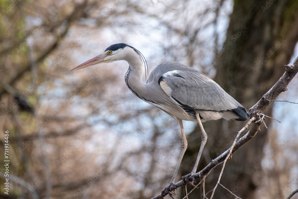 The grey heron in natural habitat sitting on a branch with winter leafless trees background The grey heron in natural habitat sitting on a branch with winter leafless trees background