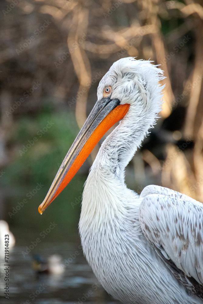 Close up portrait of a white feathered Dalmatian pelican with a funny sneaky look Close up portrait of a white feathered Dalmatian pelican with a funny sneaky look