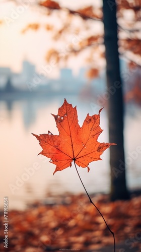 solitary maple leaf in autumn colors with blurred background