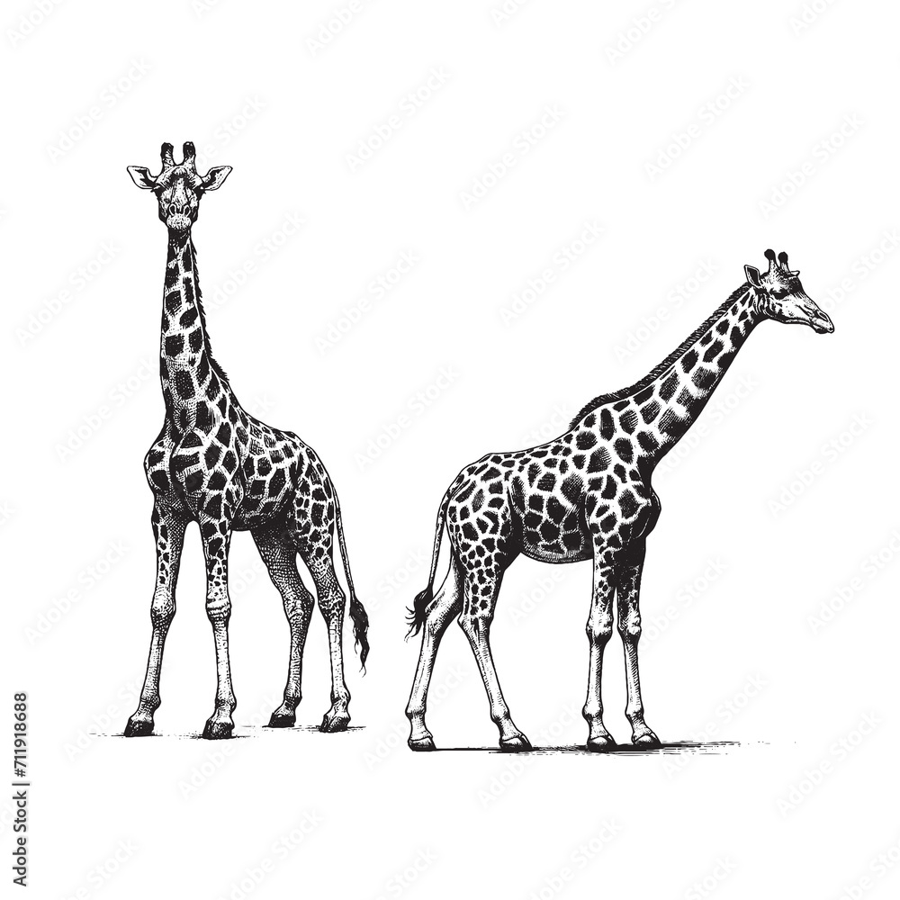 Naklejka premium Hand Drawn Illustration of two Giraffes