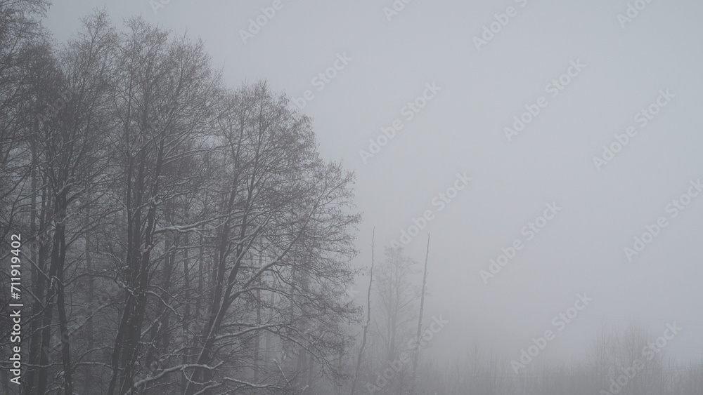 Winter forest in thick fog. Copy space Winter forest in thick fog. Copy space