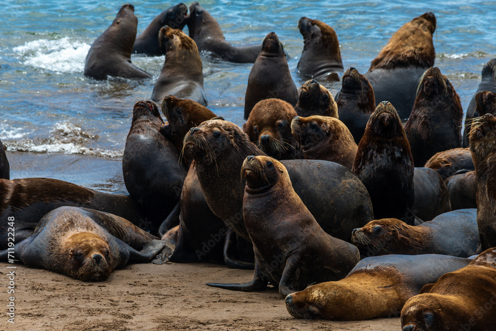 Fototapeta premium Sea lions on the sand of the beach.