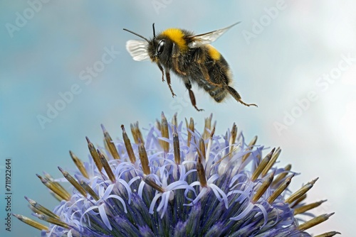 Large earth bumblebee (Bombus terrestris) in flight at the flower of a globe thistle (Echinops) photo