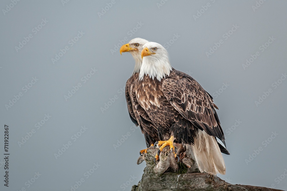 Two bald eagle (Haliaeetus leucocephalus) sitting, portrait, adult, Homer, Alaska