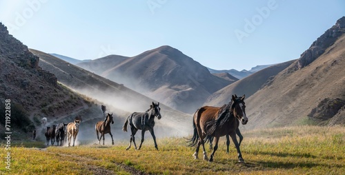 Herd of horses galloping over a hill, mountains behind, Kyrgyzstan, Asia