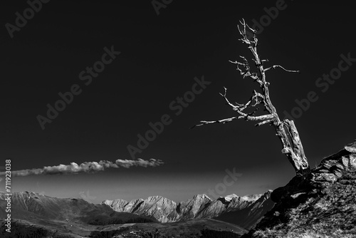 Old tree on a rocky edge with mountain landscape in the background, Sellrain, Innsbruck, Tyrol, Austria, Europe photo