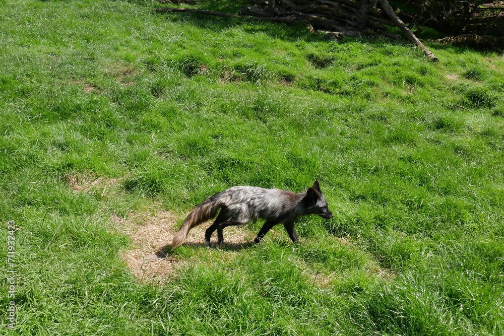 Wolf auf Lichtung Wolf auf Lichtung