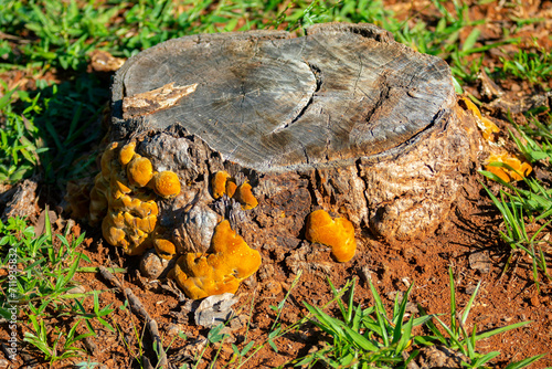 Wild mushrooms, scientific identification not located, which only grow under the genipap tree (Genipa americana). It's probably a poisonous mushroom. photo