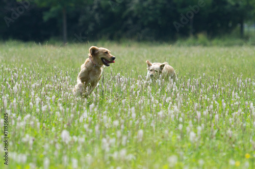 Zwei Golden Retriever rennen durch die Wiese