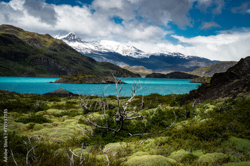 blue lake and snow mountains with trees and plants at the front