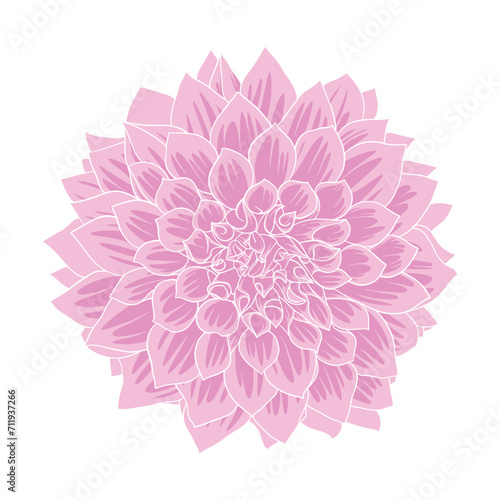 Hand drawn dahlia flowers. Vector floral illustration