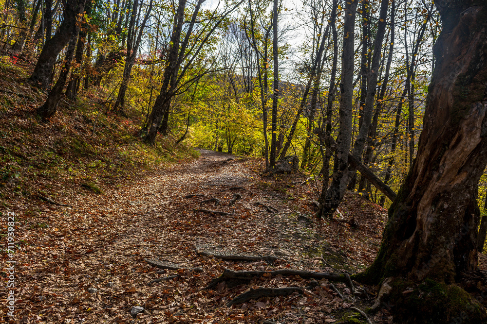 Obraz premium Autumn forest