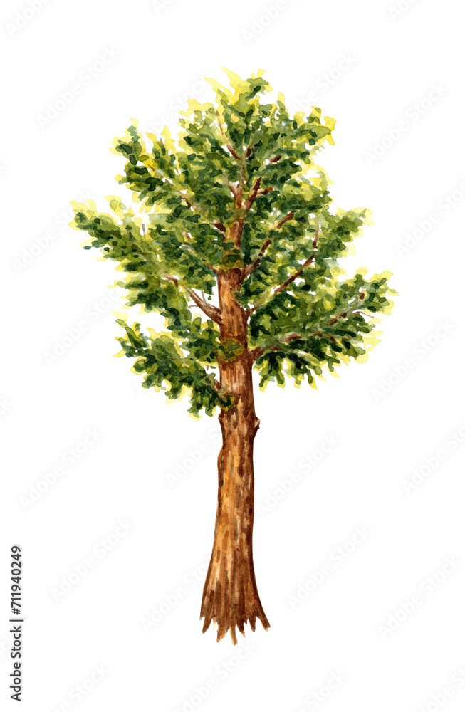 Obraz premium Watercolor illustration of a lush green cedar tree. Forest coniferous evergreen tree element isolated on white background. Background element for the design of gardens, landscapes, parks, forests