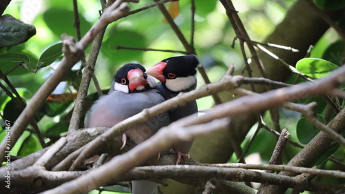 Pareja de Calafates enamorados