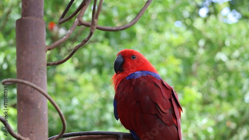 Ecletus roratus Loro