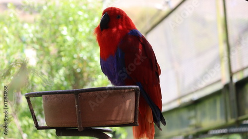 Ecletus roratus Loro