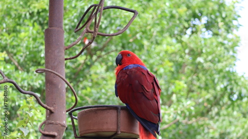 Ecletus roratus Loro