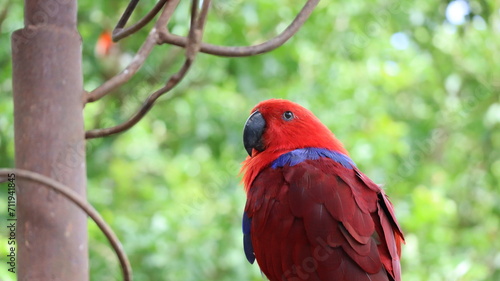 Ecletus roratus Loro