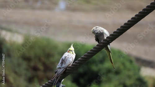 Cotorra Ninfa sobre cuerda