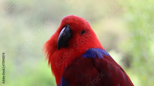 Ecletus roratus Loro