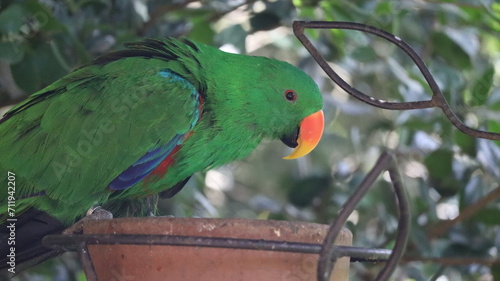 Loro verde