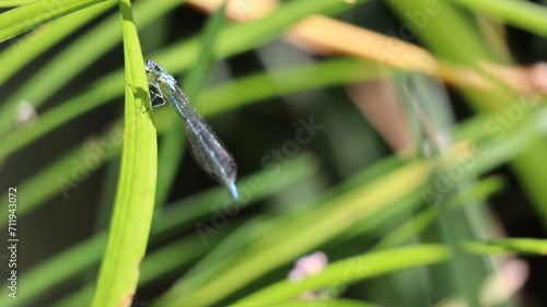 Matapiojo azul en una hoja