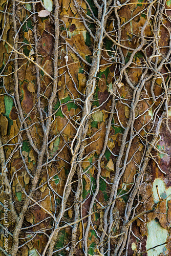 Tree trunk grunge natural, organic background, texture. © Voyagerix
