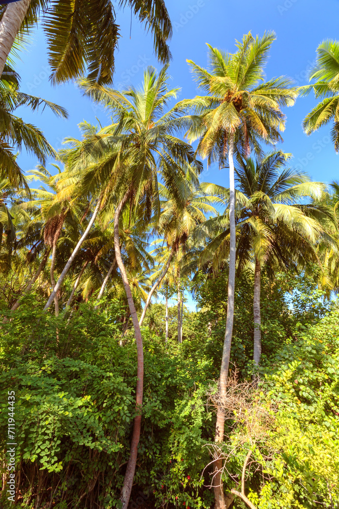 Palm trees on a tropical island, Maldives Palm trees on a tropical island, Maldives