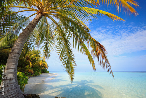 Tropical beach with palm tree, Maldives photo
