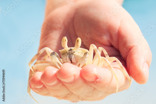 White sand crab resting on human hand, close up shot, Maldives photo