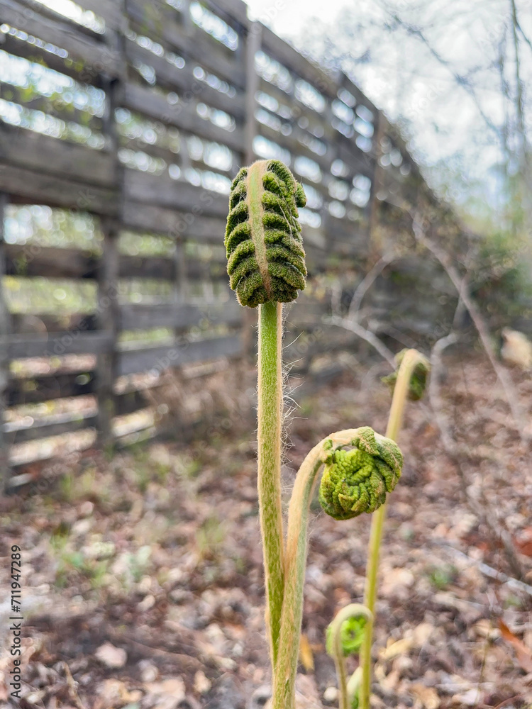 Vertical shot of a young fern plant growing outside Vertical shot of a young fern plant growing outside