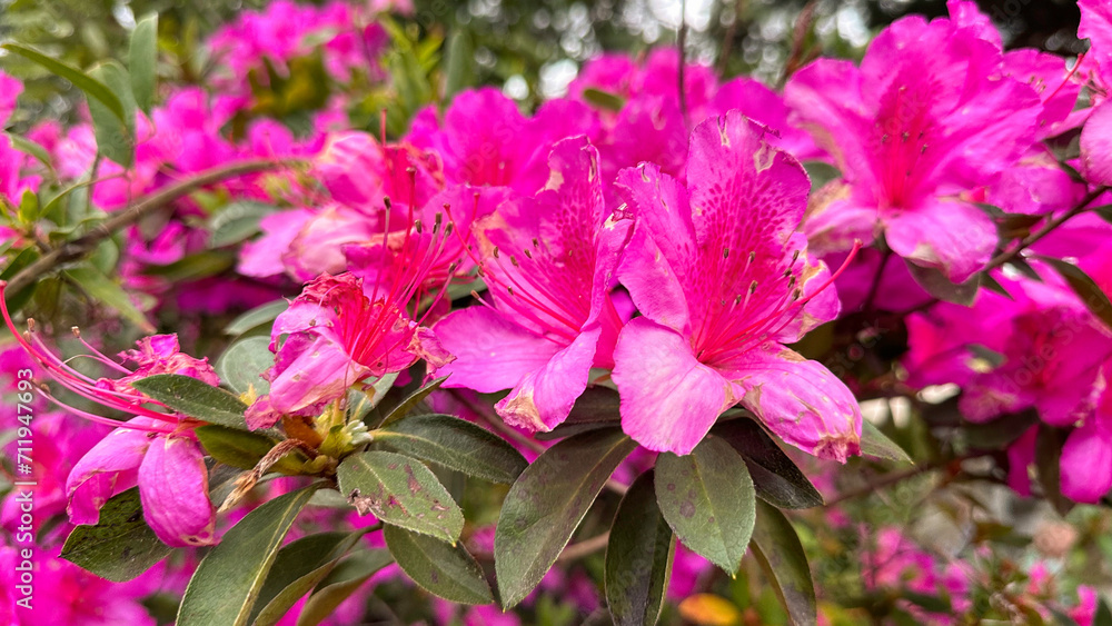 Bright pink azalea flower bush in full bloom Bright pink azalea flower bush in full bloom