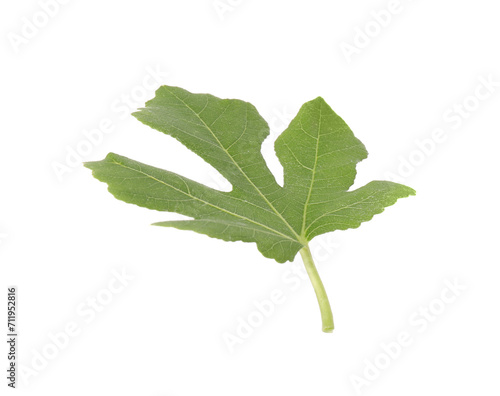 One green leaf of fig tree on white background