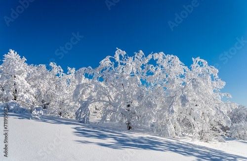 厳冬期、樹氷に覆われた世界