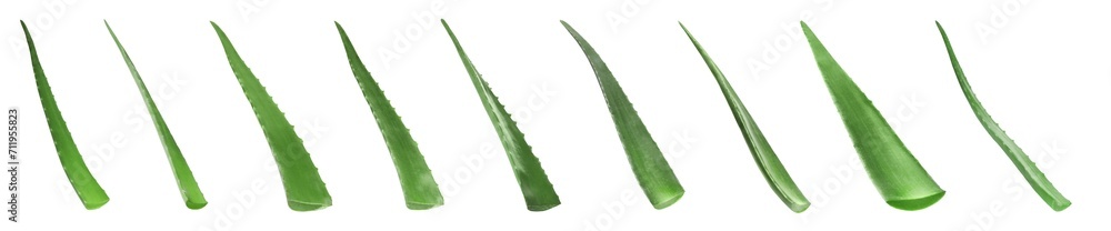 Aloe Vera. Fresh green leaves isolated on white, collection Aloe Vera. Fresh green leaves isolated on white, collection