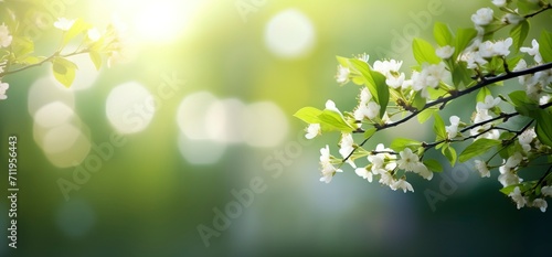 sunny spring background, hd wallpaper, in the style of soft focus lens, dark white and green, symbolic nabis, flower power, serene landscapism, award-winning - generative ai © Nia™