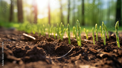 Cultivating Green: Daylight Illuminates the Growth of Asparagus Seedlings