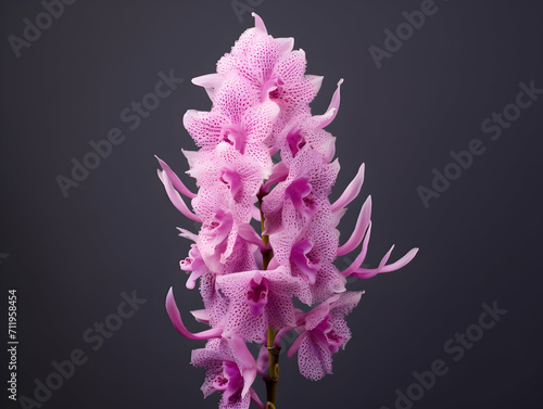 Foxtail Orchid flower in studio background, single Foxtail orchid flower, Beautiful flower images photo