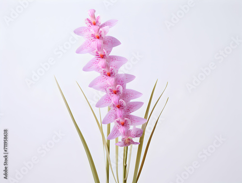 Foxtail Orchid flower in studio background, single Foxtail orchid flower, Beautiful flower images photo