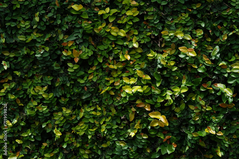 Fundo Verde com Plantas - Background Fundo Verde com Plantas - Background