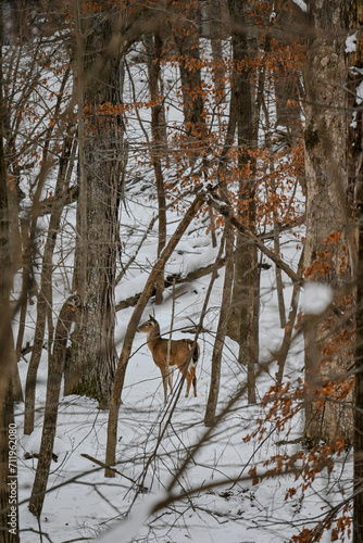 Whitetail Deer in Snow