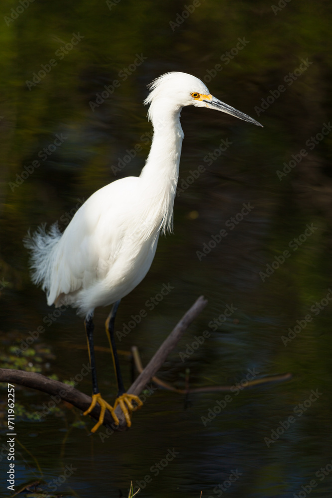 Snowy Egret in the Florida Everglades Snowy Egret in the Florida Everglades