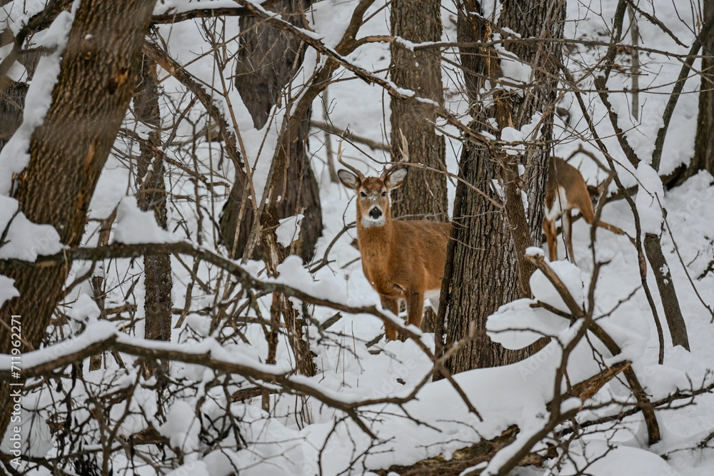 Whitetail Deer in Snow Whitetail Deer in Snow