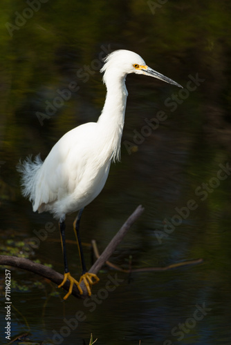 Snowy Egret in the Florida Everglades
