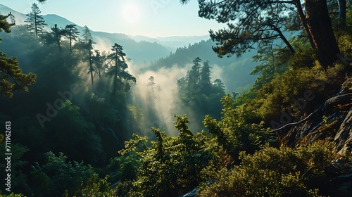 Early morning sun shining through the mist of a pristine mountain forest
