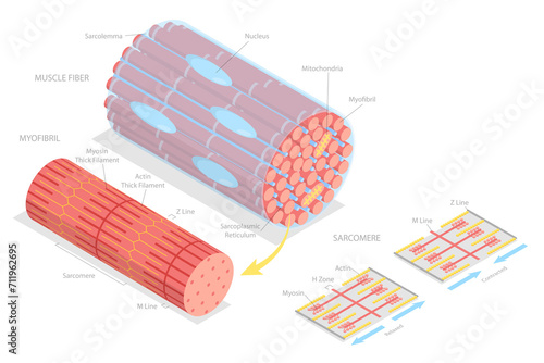3D Isometric Flat  Conceptual Illustration of Structures Of Muscle , Medical Educational Diagram photo