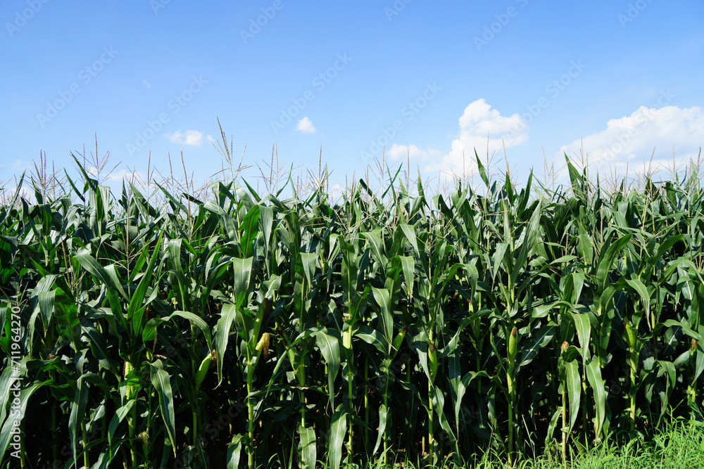 The corn in the field The corn in the field
